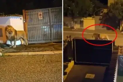 Italyada Sehir Sokaklarinda Gezen Aslan Panik Yaratti