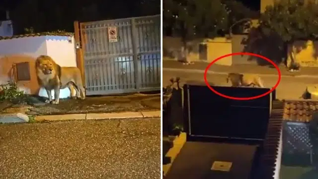İtalya'da Şehir Sokaklarında Gezen Aslan Panik Yarattı 17 Italyada Sehir Sokaklarinda Gezen Aslan Panik Yaratti
