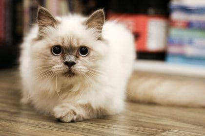Kedi Bakımında Temel İpuçları