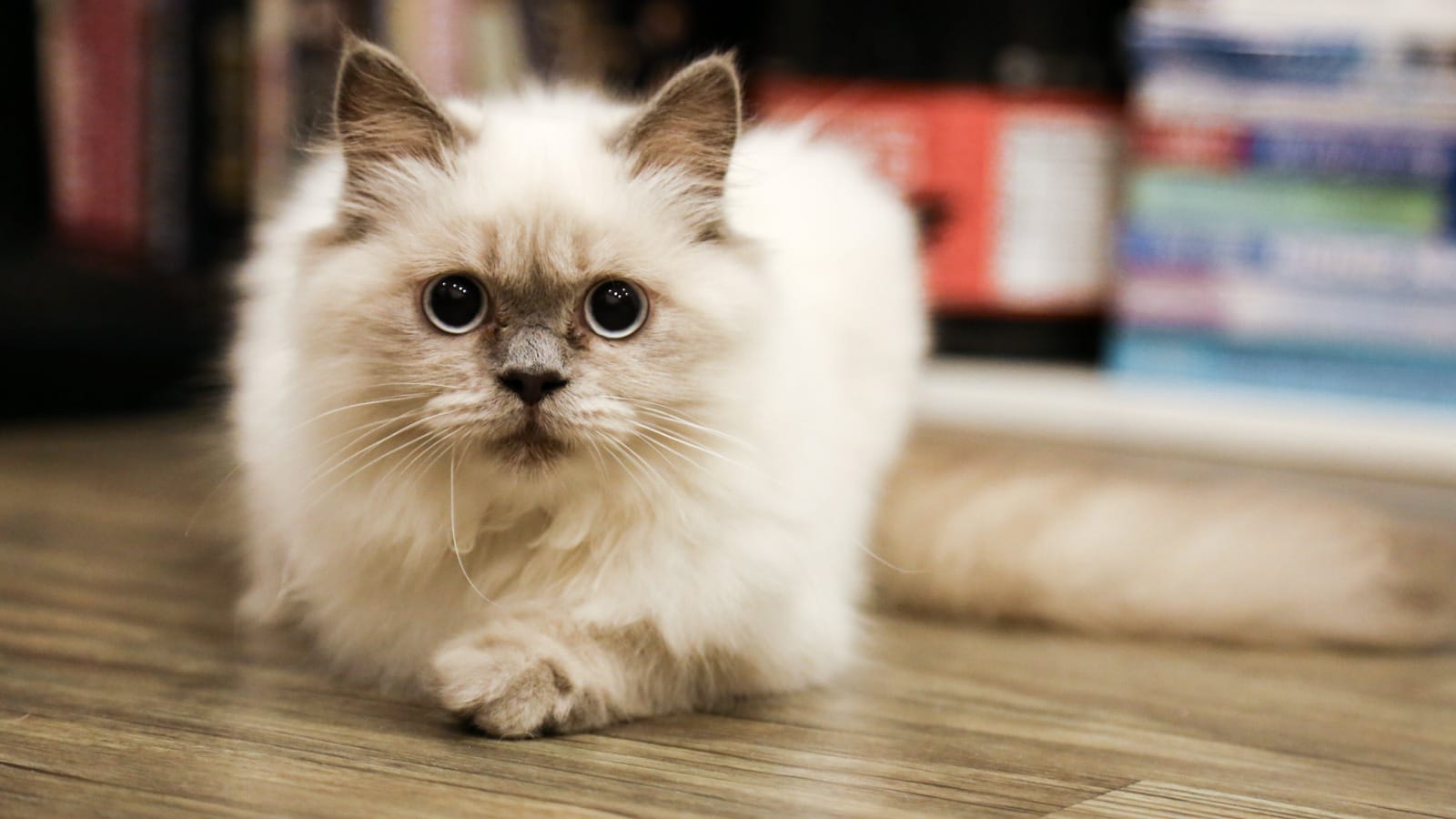 Kedi Bakımında Temel İpuçları