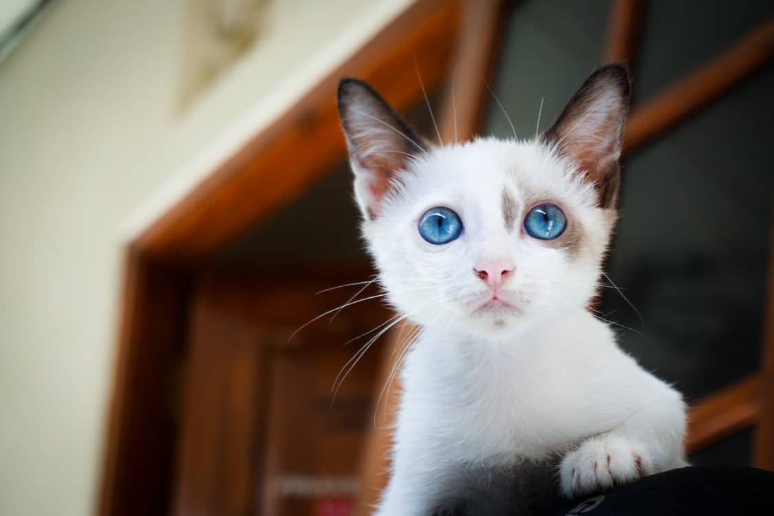 Kedi Sahiplerinin Daha Önce Bilmeyi İsteyeceği 10 İpucu