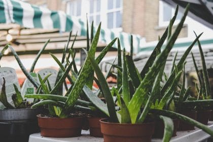 Aloe Vera Yaprakları Nasıl Kullanılır?