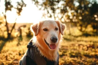 Golden Retriever Köpeklerinin Eğitimi