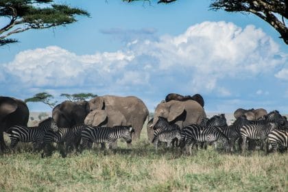 Masai Mara Ulusal Parkı