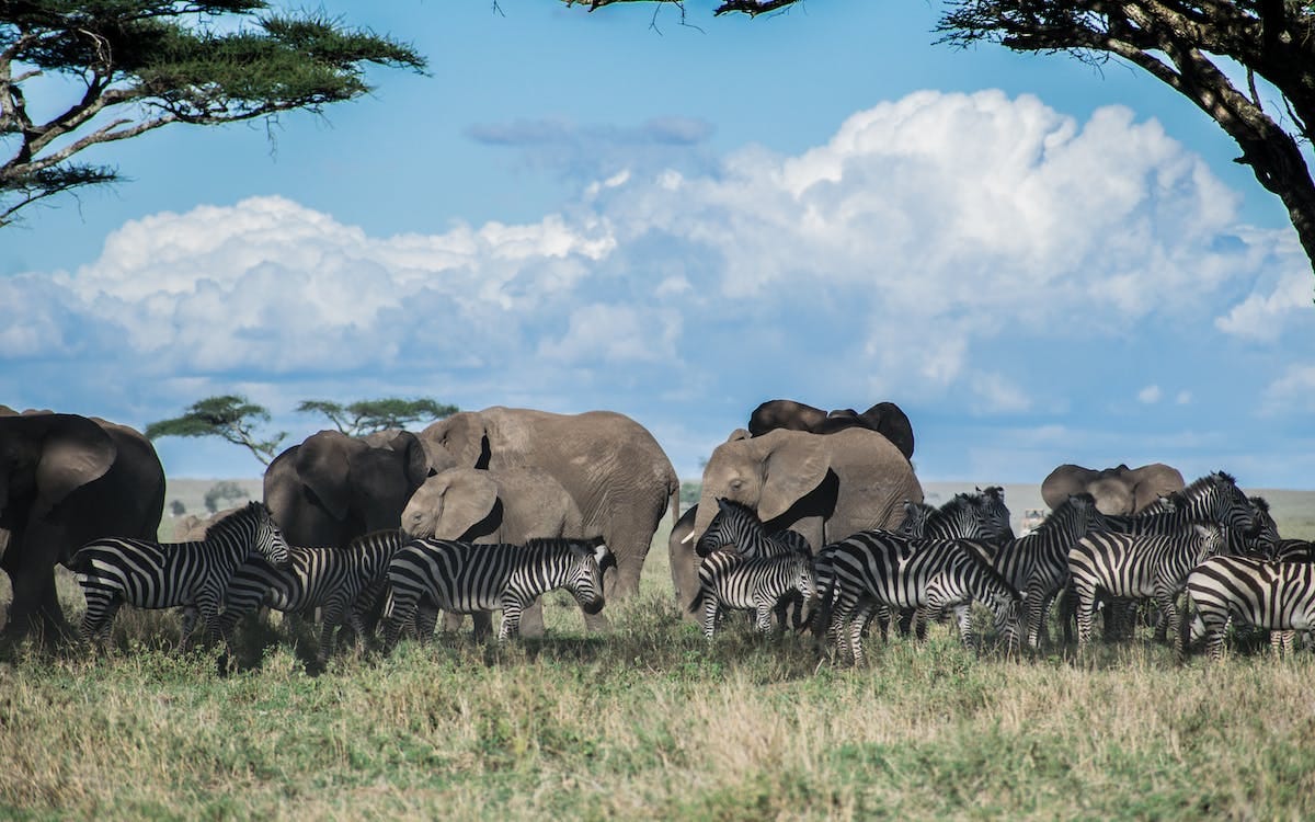 Masai Mara Ulusal Parkı