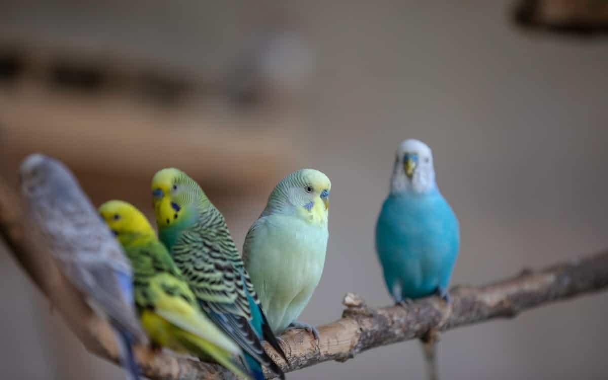 Muhabbet Kuşu Eğitimi