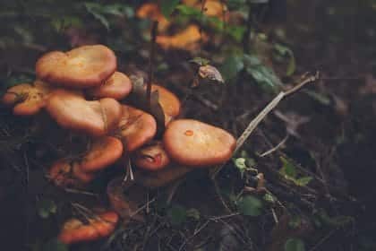 Yabani Mantar Toplama