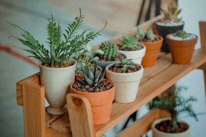 Bitkilerin Yetişme ve Doğal Hayat Üzerindeki Etkileri