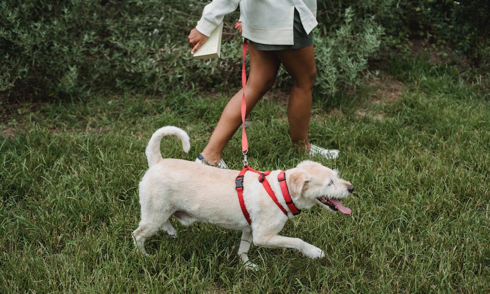 Köpeğinizle Güvenli ve Keyifli Yürüyüş Turları Nasıl Planlanır?