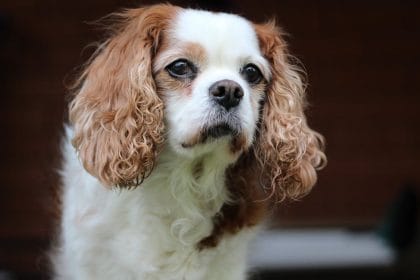 Köpeklerle İlgili En Çok Sorulan 10 Soru ve Cevapları
