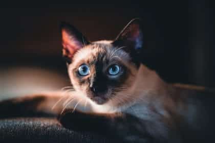 Sahibi ile Uyum İçinde Yaşayan En Popüler Kedi Irkları