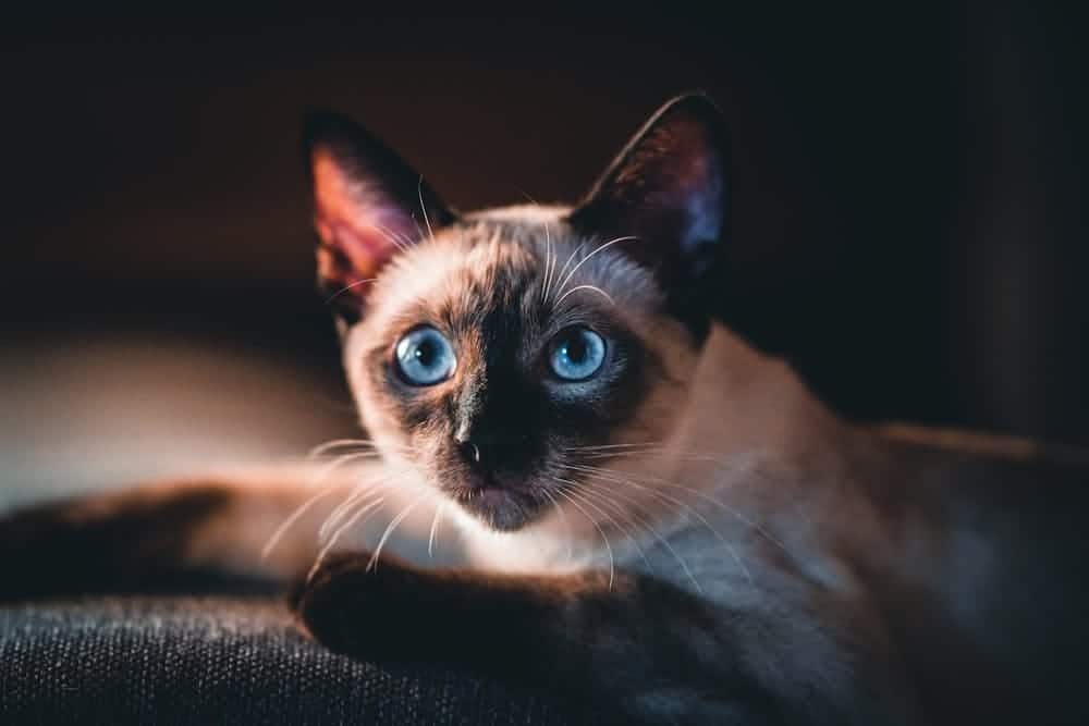 Sahibi ile Uyum İçinde Yaşayan En Popüler Kedi Irkları