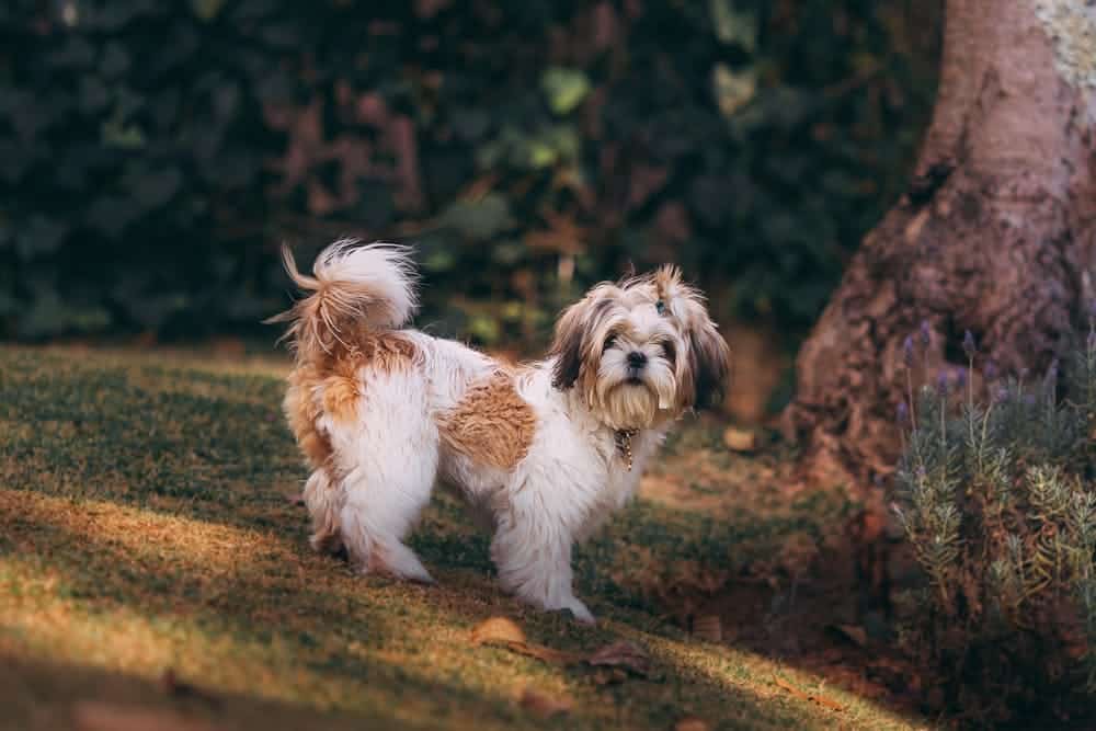 Köpeklerle İlgili En Çok Sorulan 10 Soru ve Cevapları