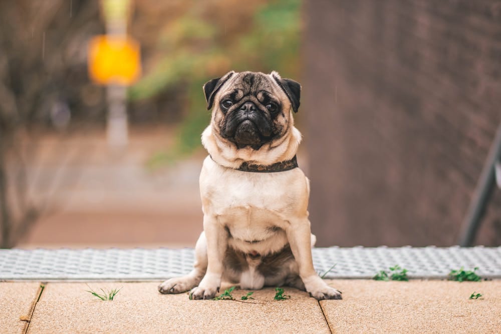Köpeklerle İlgili En Çok Sorulan 10 Soru ve Cevapları