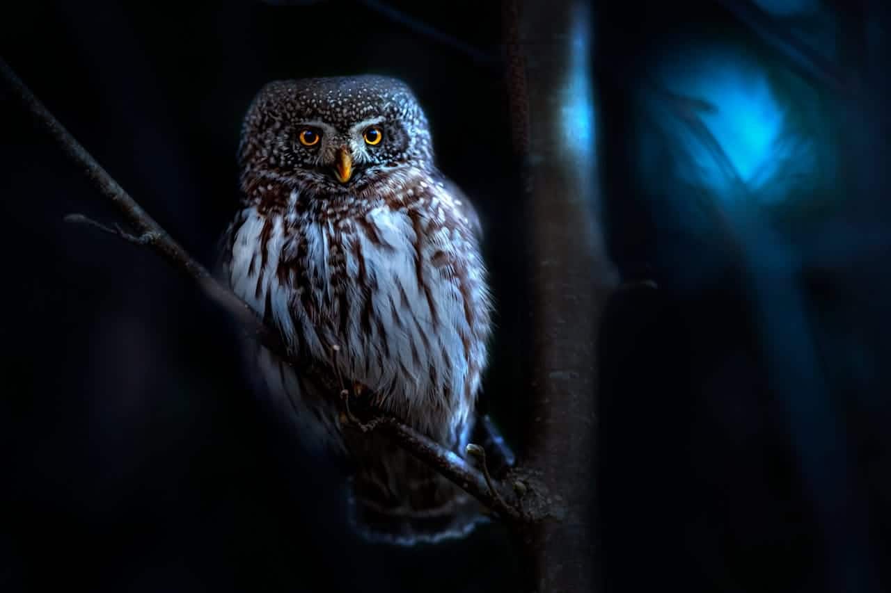 Gece Aktif Hayvanların Gizemli Dünyası