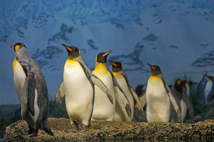 Penguenlere Kutuplarda Hayatta Kalma Sanatı