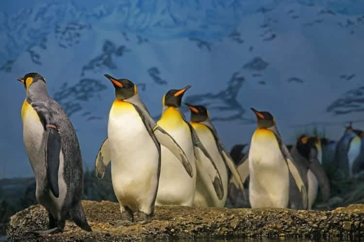 Penguenlere Kutuplarda Hayatta Kalma Sanatı