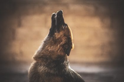 Köpek Saldırısı Öncesi ve Sonrası Yapmanız Gerekenler