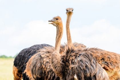 Deve Kuşu Kafasını Neden Kuma Gömer