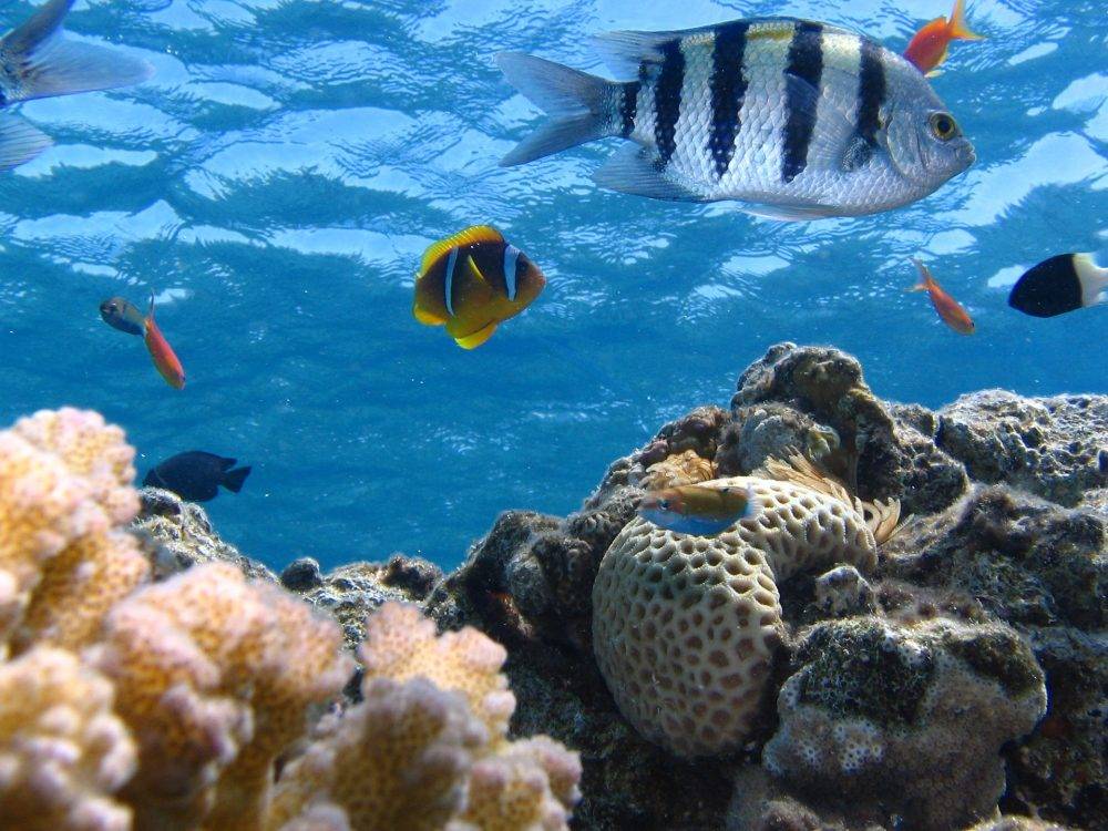 Galapagos Adaları'nda Eşsiz Bir Denizaltı Dünyası