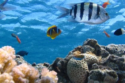 Galapagos Adaları'nda Eşsiz Bir Denizaltı Dünyası