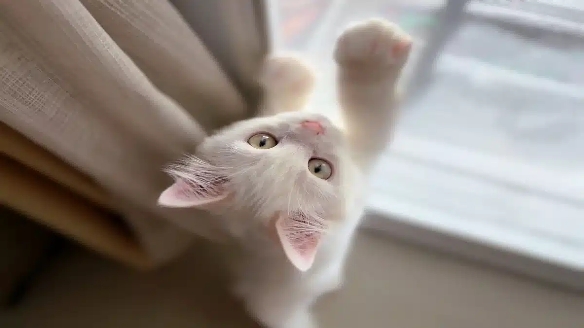 Kedi Tırmalaması