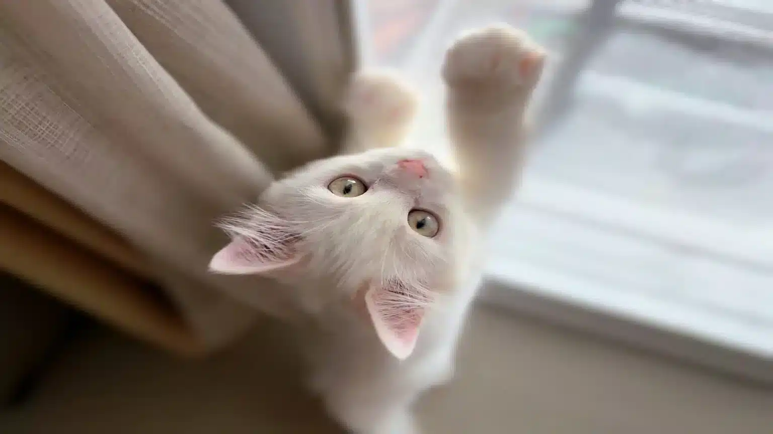 Kedi Tırmalaması
