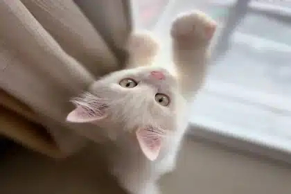 Kedi Tırmalaması