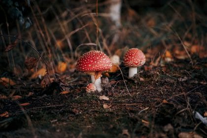 Rüyada Mantar Toplamak