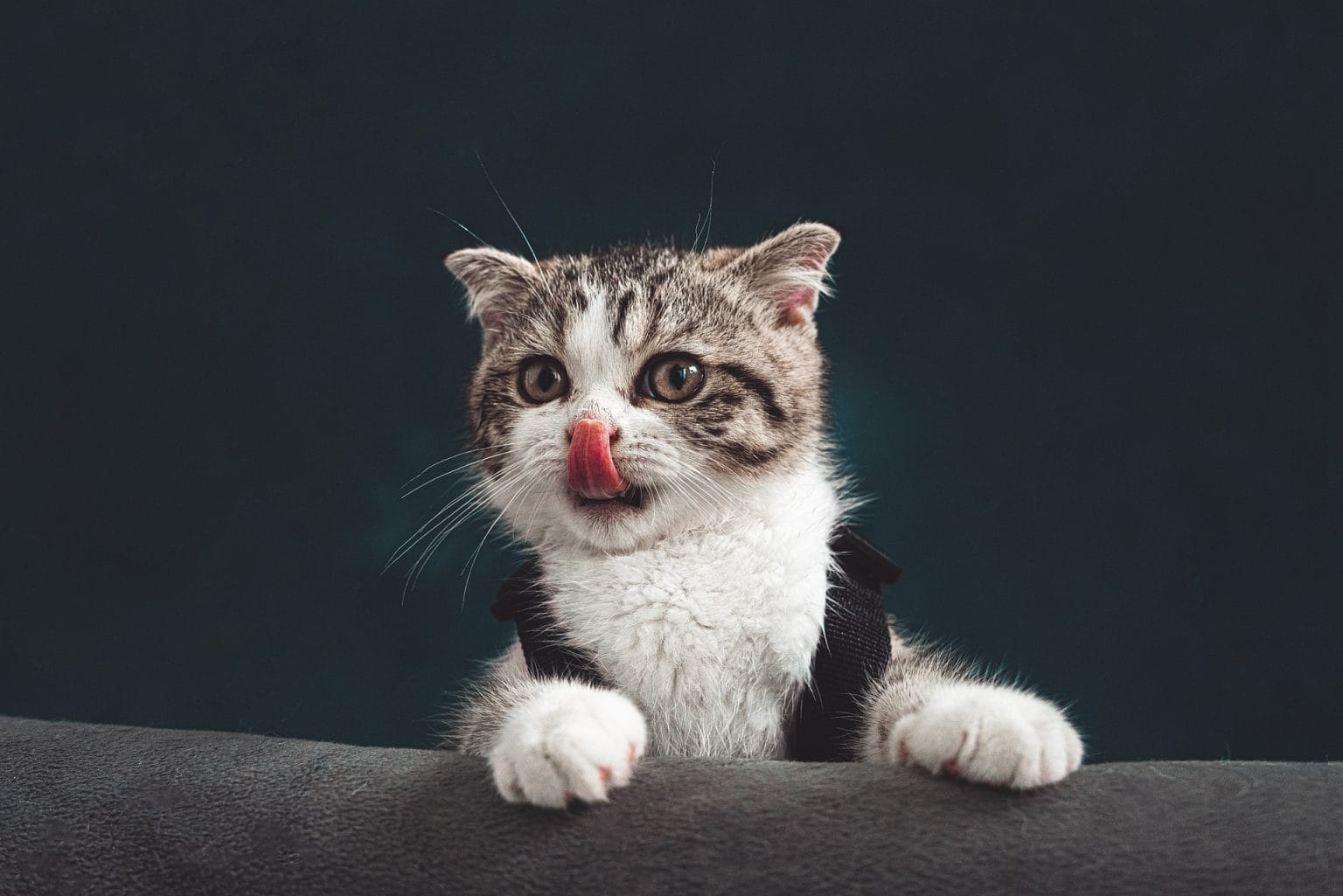 Yavru, Tekir Ve Cins Kedi Tuvalet Eğitimi