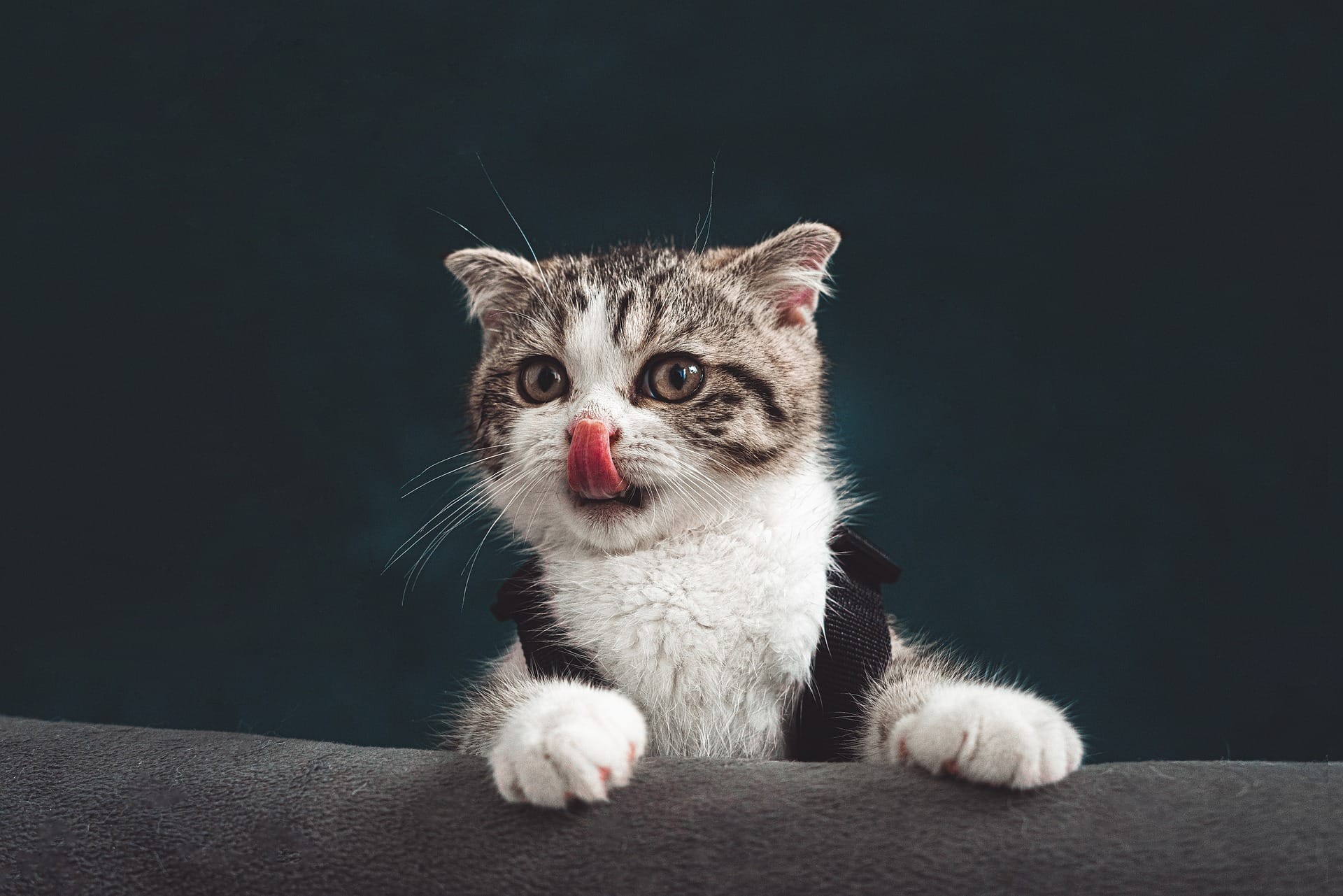 Yavru, Tekir Ve Cins Kedi Tuvalet Eğitimi