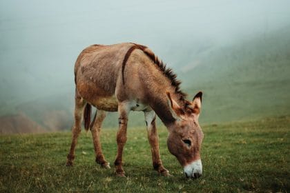 Eşek Sudan Gelinceye Kadar Dövmek Ne Anlama Geliyor?