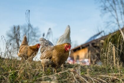 Hayvanları Koruma Yolları: Bireysel ve Toplumsal Sorumluluklar