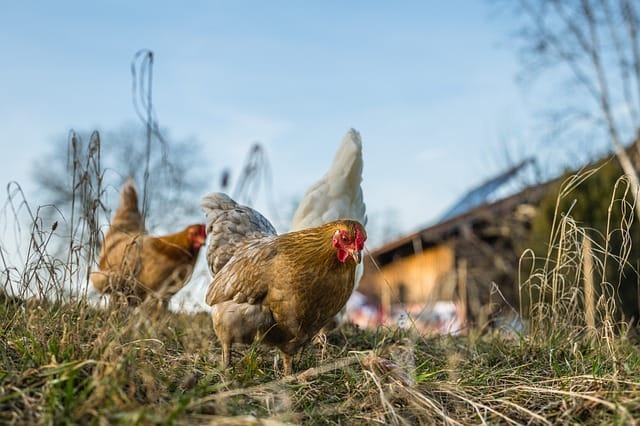 Hayvanları Koruma Yolları: Bireysel ve Toplumsal Sorumluluklar